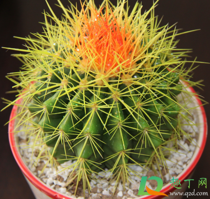 多肉叶子变软发黄透明是什么情况(多肉叶片发黄透明) 多肉叶子变软发黄透明是什么情况(多肉叶片发黄透明)