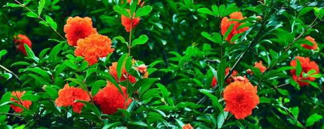 东边不能种什么树(南边种什么树)