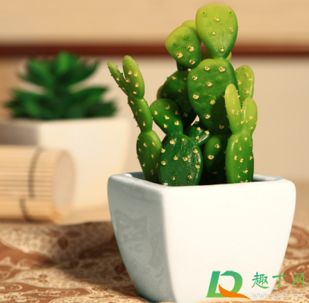 多肉叶子变软发黄透明是什么情况(多肉叶片发黄透明) 多肉叶子变软发黄透明是什么情况(多肉叶片发黄透明)