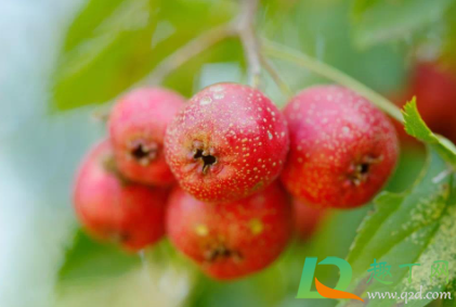 糖葫芦怎么看糖熬好了(糖葫芦熬糖熬多久) 糖葫芦怎么看糖熬好了(糖葫芦熬糖熬多久)