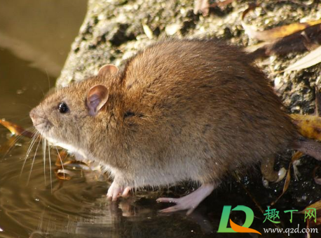 阳台总是有老鼠来有什么办法(老鼠在阳台意味着什么) 阳台总是有老鼠来有什么办法(老鼠在阳台意味着什么)