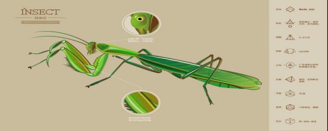 昆虫记每章节基本内容概括(昆虫记每一章节内容概括)