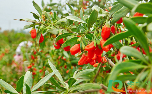 袋装枸杞粘在一起还能吃吗(枸杞子粘在一起还能吃吗) 袋装枸杞粘在一起还能吃吗(枸杞子粘在一起还能吃吗)
