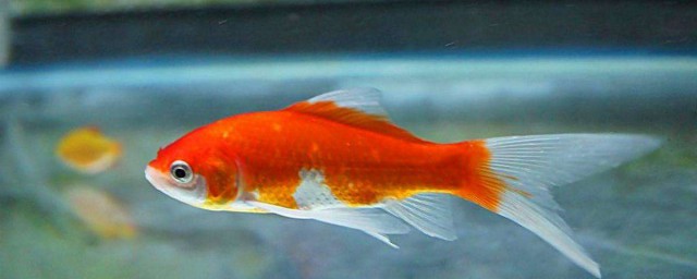 食用金鱼有安全隐患吗？(金鱼有毒吗不能吃吗)