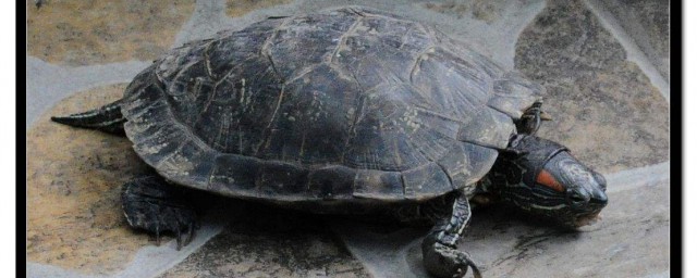 小乌龟如何养好玩(养小乌龟技巧)