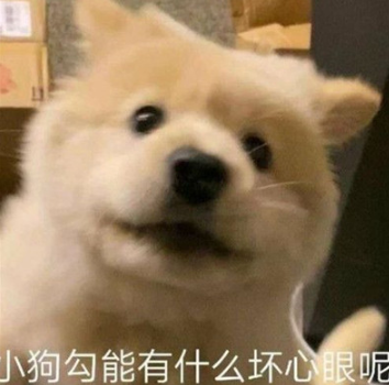 小狗勾能有什么坏心眼呢什么梗(小狗勾能有什么坏心呢表情) 小狗勾能有什么坏心眼呢什么梗(小狗勾能有什么坏心呢表情)