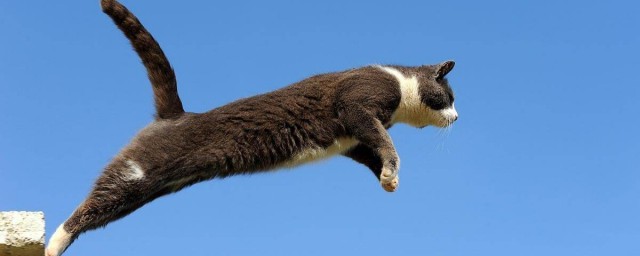 猫咪的尾巴为什么会直竖起来?(猫咪的尾巴总是竖起来)