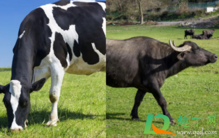 水牛奶是什么牛(水牛奶的牛是什么牛) 水牛奶是什么牛(水牛奶的牛是什么牛)