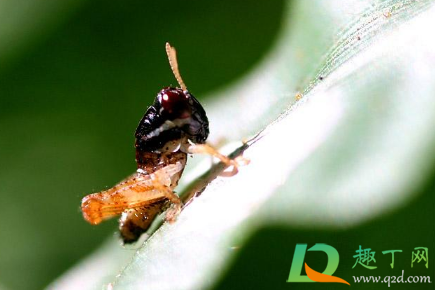 2021年惊蛰后天气还会冷么(2021年什么时候是惊蛰)