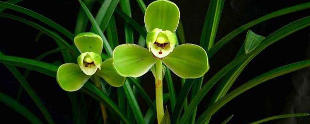 用什么配制营养土(配制营养土的基本要求)