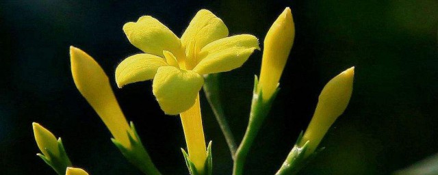 探春花的花期(探春开花时间)