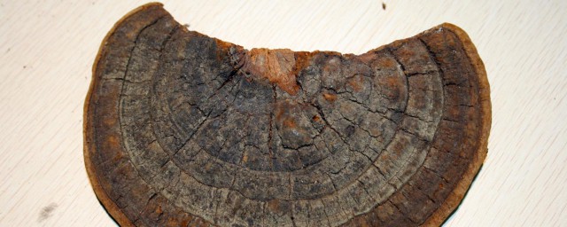 桑黄有什么作用(西藏野生桑黄有什么作用)