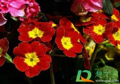 2021年惊蛰后天气还会冷么(2021年什么时候是惊蛰)