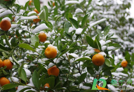 桔子在树上就烂了是什么情况(桔子长在树上为什么会裂开了)