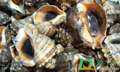 海螺发紫是不是坏了(海螺紫了是不是坏了)