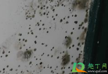 回南天墙壁发霉对人体有害吗(北卧室墙体发霉)