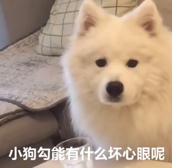 小狗勾能有什么坏心眼呢什么梗(小狗勾能有什么坏心呢表情) 小狗勾能有什么坏心眼呢什么梗(小狗勾能有什么坏心呢表情)