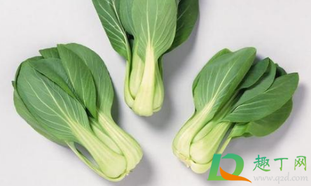 青菜叶上长满小小的虫是什么(青菜上面有小小的虫)