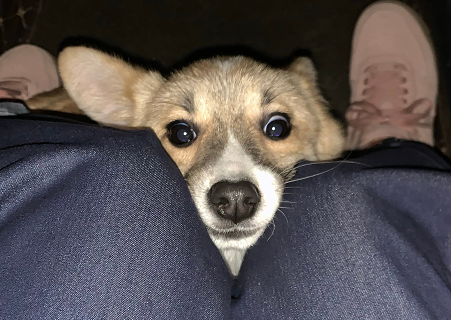 小狗勾能有什么坏心眼呢什么梗(小狗勾能有什么坏心呢表情) 小狗勾能有什么坏心眼呢什么梗(小狗勾能有什么坏心呢表情)