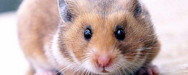 竹鼠和仓鼠有什么不同(仓鼠是老鼠的同类吗)