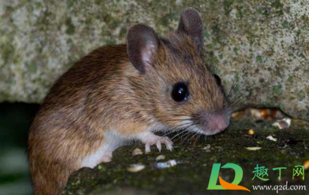 阳台总是有老鼠来有什么办法(老鼠在阳台意味着什么)