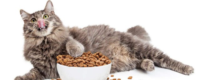 皇家猫粮简介(皇家猫粮有哪些系列)