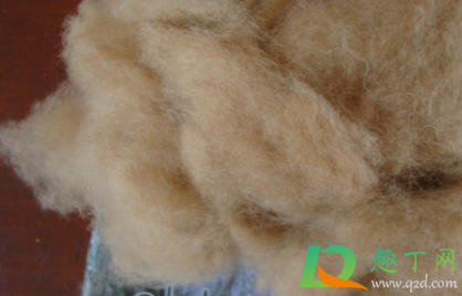 驼绒能水洗嘛(驼绒怎么洗能干净)