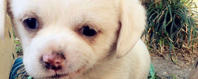 刚出生的小狗能不能吃奶粉喂养(刚出生的小狗吃婴儿奶粉可以吃吗)