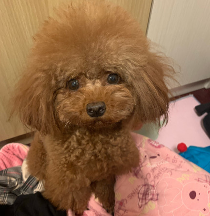 小狗勾能有什么坏心眼呢什么梗(小狗勾能有什么坏心呢表情)