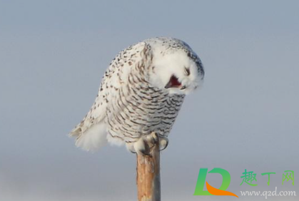 几九最冷2021(几九最冷2022) 几九最冷2021(几九最冷2022)