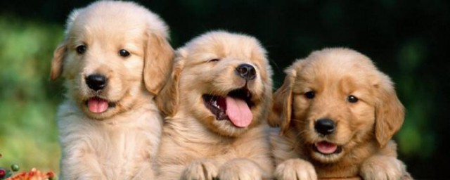 火车押运宠物解答(火车托运宠物怎么买票)