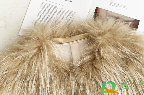 几百元的貉子毛皮草是真毛吗(貉子毛和狐狸毛皮草哪个贵) 几百元的貉子毛皮草是真毛吗(貉子毛和狐狸毛皮草哪个贵)