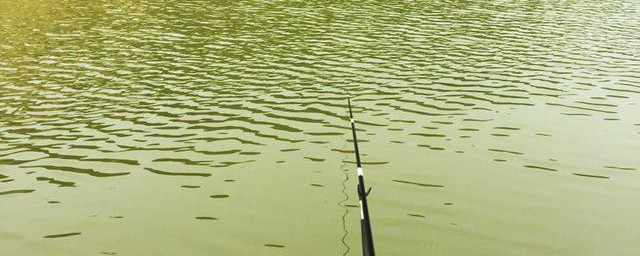初春钓低饵味型的选择(初秋饵料用什么味型)