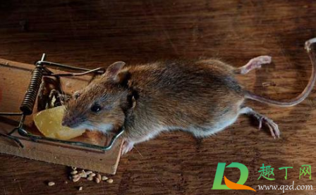 阳台总是有老鼠来有什么办法(老鼠在阳台意味着什么) 阳台总是有老鼠来有什么办法(老鼠在阳台意味着什么)