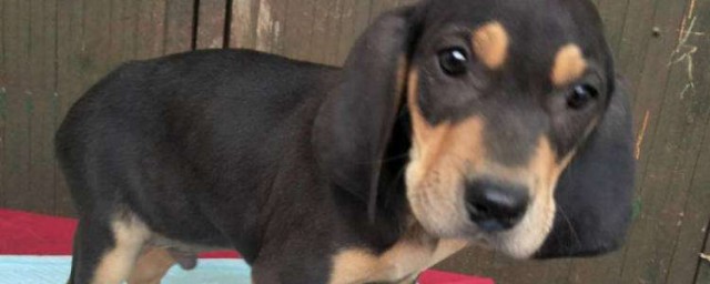 这些都是打猎好手(作为一个出色的猎手一定要学会)