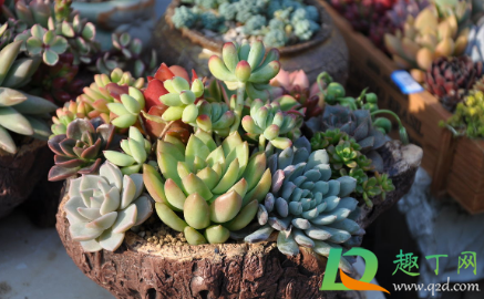 多肉叶子变软发黄透明是什么情况(多肉叶片发黄透明)