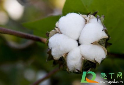 棉花做的棉裤暖和吗(穿棉花做的棉裤)