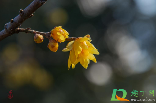 2021年打春是阳春还是阴春(2021年是年前打春还是年后打春) 2021年打春是阳春还是阴春(2021年是年前打春还是年后打春)