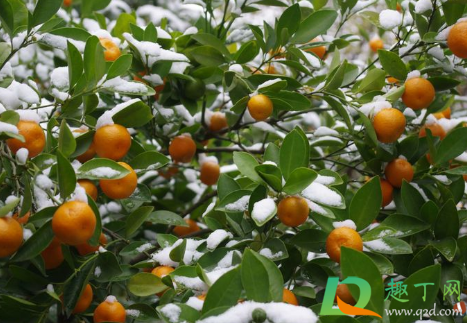 桔子在树上就烂了是什么情况(桔子长在树上为什么会裂开了)