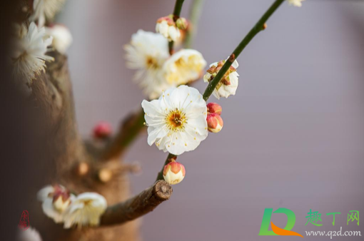 2021年打春是阳春还是阴春(2021年是年前打春还是年后打春)