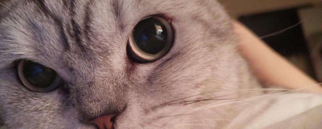 关于猫咪托运要注意的几个小知识(猫咪托运后注意事项)