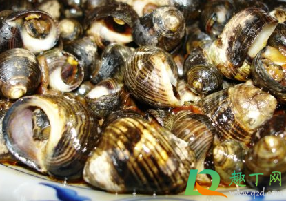 海螺发紫是不是坏了(海螺紫了是不是坏了)