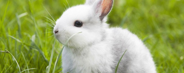 兔子掉毛要怎么处理？(兔子掉毛怎么弄)
