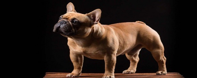 这些狗不能养(狗可以养吗)