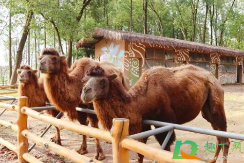 武汉野生动物王国几点开门几点关门(武汉野生动物园几点开门) 武汉野生动物王国几点开门几点关门(武汉野生动物园几点开门)