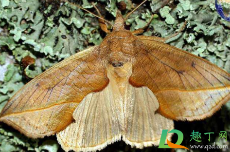 老人为什么说不能打死飞蛾(人死了飞蛾)