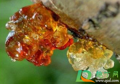 桃胶要煮熟才可以吃吗(新鲜的桃胶可以直接煮来吃吗)