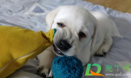 狗身上什么寄生虫会感染人(人会感染狗身上的寄生虫吗) 狗身上什么寄生虫会感染人(人会感染狗身上的寄生虫吗)