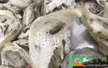 干燕窝不放冰箱可以吗(干燕窝必须放冰箱吗)