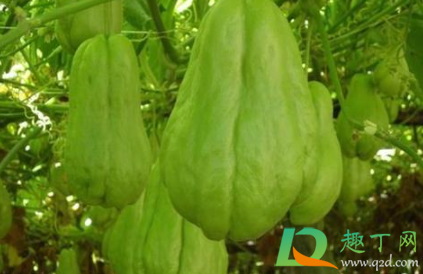 切佛手瓜手脱皮怎么办(切佛手瓜后手脱皮)